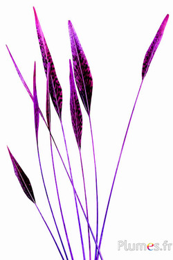 Fagiano dorato freccia - 25-35 cm - viola